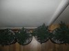 Day 35 from seed (11).jpg