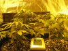 Day 35 from seed (1).jpg