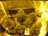 Day 35 from seed (12).jpg