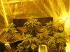 Day 35 from seed (13).jpg