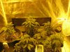 Day 35 from seed (14).jpg