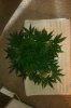 IMAG0056.jpg