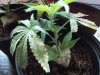 cuttings 001.jpg