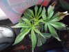cuttings 002.jpg