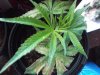 cuttings 003.jpg