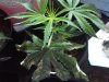cuttings 004.jpg