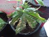 cuttings 005.jpg