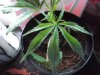 cuttings 006.jpg