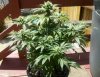 grape6-191.jpg