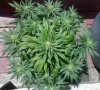 grape6-192.jpg