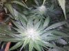 grape6-194.jpg