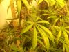 dryleaf1.jpg dryleaf1.jpg