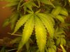 dryleaf2.jpg dryleaf2.jpg