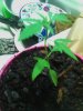 IMG_20120619_201125.jpg