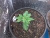 Light No Roots 6-19.jpg