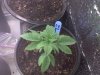 Tara No Roots 6-19.jpg