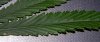 DSCN3240.jpg DSCN3240.jpg
