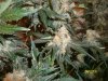 WW bud shot.jpg