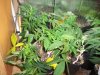 nutes 003.jpg