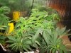 nutes 002.jpg