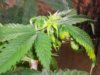 nutes 001.jpg