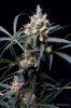cannabis-spacejill4-d44-3124.jpg