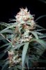 cannabis-spacejill4-d44-3127.jpg