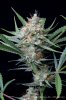 cannabis-spacejill5-d44-3133.jpg