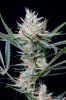 cannabis-spacejill5-d44-3134.jpg