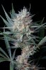 cannabis-spacejill5-d44-3138.jpg