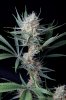 cannabis-spacejill5-d44-3140.jpg