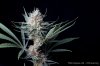 cannabis-spacejill5-d44-3143.jpg