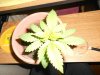 DSCN0194.jpg