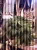 IMG_0038.jpg