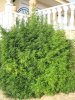plant 036.jpg