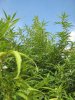 plant 039.jpg