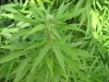 plant 041.jpg