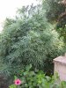 plant 030.jpg