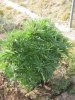 plant 033.jpg plant 033.jpg