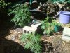 DSC01667.jpg