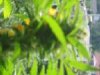 topped bud 2.jpg