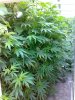 25082008527.jpg