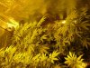 28th aug plants.jpg