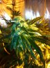 og18 35 days in flowering.jpg og18 35 days in flowering.jpg