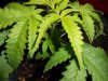 DSCN0229.jpg