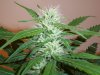 StrawbarryCough62312 (2).jpg StrawbarryCough62312 (2).jpg