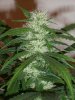 StrawbarryCough62312 (7).jpg