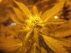 mkflower6week 001.jpg