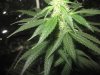 mkflower6week 009.jpg