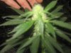 mkflower6week 013.jpg